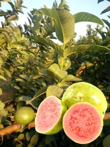 WILD PINK HAWAIIAN GUAVA PLANT- FRUIT TREE SHRUB-TROPICAL GARDEN FRUIT PLANT - Picture 1 of 8
