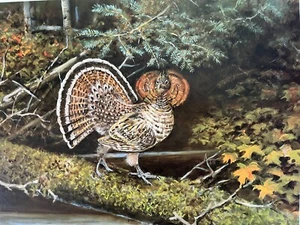 Impresión de vida silvestre firmada por Owen Gromme urogallo con volantes fase roja 1986.  572/850 - Imagen 1 de 12