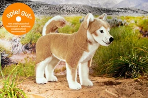 Kösen 6590 Shiba-Inu 37 cm - Picture 1 of 1