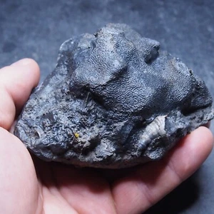 580gr Rugosa, Tabulata Tschechische Fossile Koralle Devon 10 - Bild 1 von 10