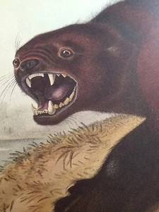 Il Wolverine Audubon Stampa 10" x 13" Piatto Litografico XXVI - Foto 1 di 7