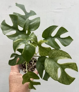 F59 variegated rhaphidophora tetrasperma White Mint - Picture 1 of 12