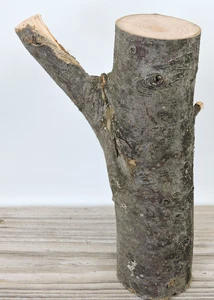 8 Zoll Apfel Holz Stab Baumstamm Brocken Schnitzen Handwerk Y Gabel Schritt gerade 2 1/2 Zoll D - Bild 1 von 13