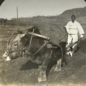 Escena de arado Seúl Corea • Disfraz de granjero en blanco • Stereoview - Imagen 1 de 2