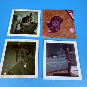 Black Cat Found Photos Vintage 1960s Snapshots - Picture 1 of 5