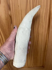 BIGGEST T Rex Tooth REPLICA ever 12 "+ Fully restored root WHITE - Picture 1 of 3