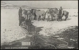 Echt Foto AK Ponys bei Ankunft in der Antarktis Britische Antarktisexpedition - Bild 1 von 2