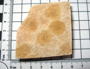 Cambrian Mount Simon soft body jellyfish Pailiella fossil multislab display #2 - Picture 1 of 4