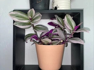 Tradescantia Nanouk 'Pink Wandering Dude' - Picture 1 of 1
