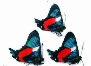 Insect Butterfly Lycaenidae Ancyluris formosissima-Beautiful Red Flag-Lot of 3! - Bild 1 von 2
