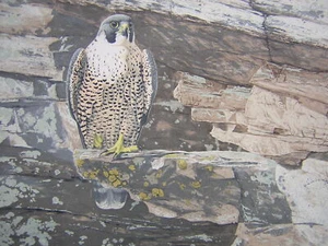 Keith Brockie Cliff Sentinel Peregrine Falcon LTD Print - Picture 1 of 1