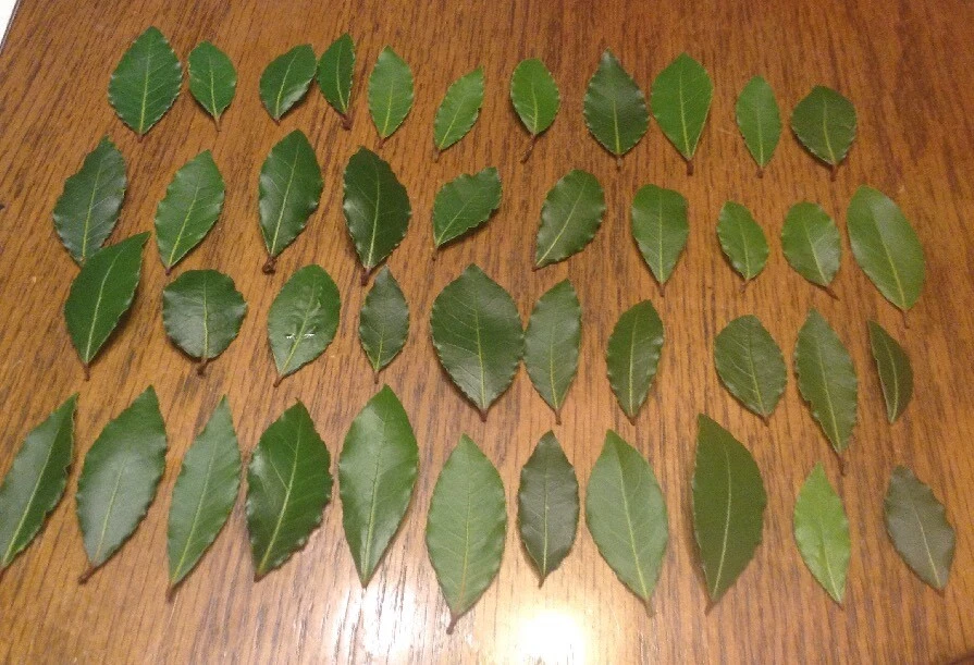 Organic Bay Leaves 42 Fresh picked leaves, Laurus Nobilis Laurel Herb - Image 1 of 1
