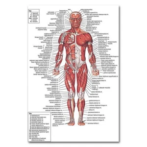 82447 Menschliche Anatomie Körper Muskeln Karte Dekor Wanddruck Poster - Bild 1 von 7