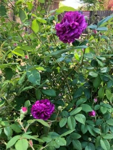 Very Fragrant Rosa Cardinal de Richelieu 3 Rose Plant Cuttings, 6-8" Long - Picture 1 of 1