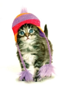Purple Winter Hat Pom Pom Blue Eyes Kitten Blank Inside Greeting Card - Set of 2 - Picture 1 of 2