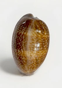 Beautiful and large Cypraea Macrocypraea cervus - NE Florida - 95.5mm - Picture 1 of 24