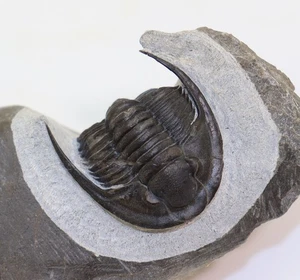 Trilobit, Cornuproetus sp., Devon, Ems, Jbel Issoumour, Marokko-m11 - Picture 1 of 8