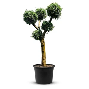 Tropictrees - Olivenbaum - Kugelform - Olea europaea - Höhe 220 cm - Winterhart - Bild 1 von 7