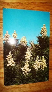 ALTE POSTKARTE " SPANISCHE BAJONETTE " FLORIDA - Bild 1 von 2
