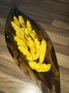 15 Lemon Habanero Madame Jeanette Chili Samen Sorte aus Afrika mit Zitrusaroma - Bild 1 von 2