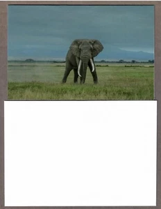 IFAW Elephant with Tusks Note Card with Envelope - I Combine S/H - Picture 1 of 2
