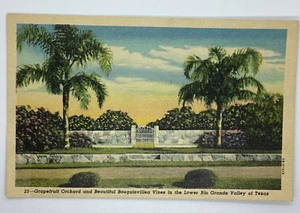 Postcard Grapefruit Orchard Bougainvillea Vines Lower Rio Grande Texas H289 - Picture 1 of 2