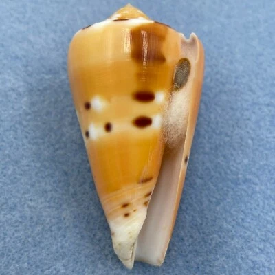 Conus barthelemyi 62.4mm F++ W/O RARE St. Paul, Reunion Island 1974 - Image 1 of 3