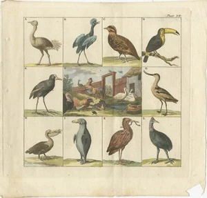 Antique Bird Print of an Ostrich, Toucan, Pelican and other Birds - Picture 1 of 1