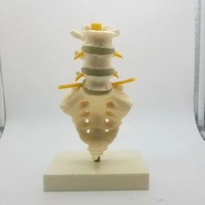 Vintage Geisy Lumbar Vertebral Column 1 part - Picture 1 of 4