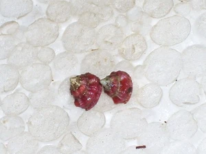 GIBBULA FANULUM PINK SET - Picture 1 of 2