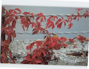 Postcard Roadside Creeper - Picture 1 of 2
