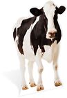 Kuh schwarz & weiß lebensgroß Kartonausschnitt lustige Figur 152 cm groß - auf Ihrer Party