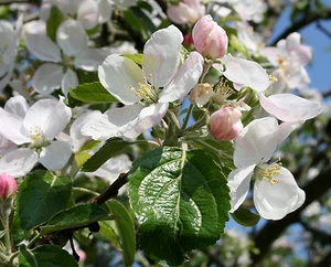 Apfelbaum Malus 'Finkenwerder Herbstprinz' ca. 175 cm im Container Halbstamm - Bild 1 von 1