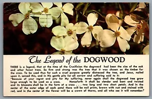 Postcard British Columbia c1961 The Legend Of The Dogwood Floral Emblem B - Bild 1 von 2
