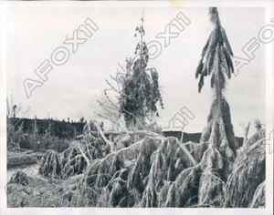 1953 Wairakei neuseeländische Bäume bedeckt mit Bimssteinstaub von Bohrungen Pressefoto - Bild 1 von 2