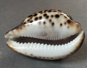 Cypraea Tigris 108mm GEM "UNGEWÖHNLICHES Rückenmuster BIG Philippine TIGRIS WOW!!! - Bild 1 von 11