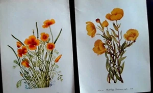 Mary Vaux Walcott -Lot/Set of 2-" Botanical -Flower-1953 -.8x12- Plate #142&143 - Picture 1 of 1