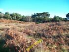 Photo 6x4 View across duneland heath towards the shelter belt round Murlo c2010