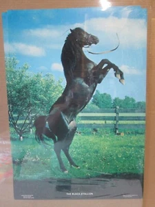 Vintage Poster The Black Stallion 1980 movie Inv#7833 - Picture 1 of 5
