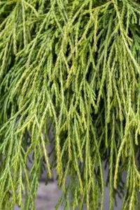 Chamaecyparis pisifera 'Sungold', Scheinzypresse, goldgelb, 20–30 cm - Bild 1 von 11