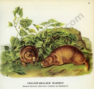 1968 James & Woodhouse Audubon MARMOTTA A VENELLO GIALLO marrone pagina libro art (1421) - Foto 1 di 1