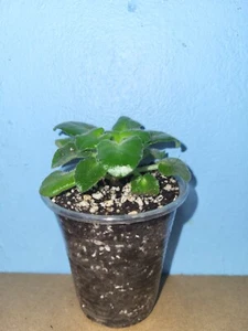 African Violet " AE - It´s Raining " kleine jung Pflanze Usambaraveilchen. - Bild 1 von 5