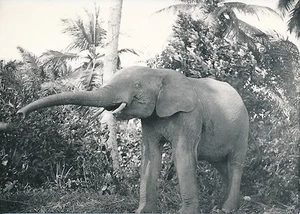 CAMEROUN c. 1940 -  Éléphant  - P 1300 - Imagen 1 de 2