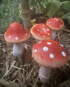 4Pcs Resin Fairy Garden Stake Mushroom Decoration Realistic Toadstool Ornament - Picture 1 of 11