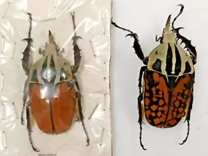 set 2 males, Mecynorrhina oberthuri unicolor and M. O. decorata, Kilimanjaro - Picture 1 of 10