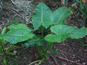 Elephant Ear (Alocasia brisbanenis) 5 Seeds - Picture 1 of 1