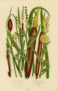 1899 Stampa Antica = COLTELLACCIO (238) Piante = CROMOLITOGRAFIA by Pratt - Picture 1 of 1