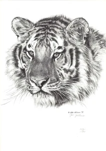 #91 POSTER arte RITRATTO DI TIGRE * disegno a penna e inchiostro di Jan Jellins 14x20 firmato - Foto 1 di 11