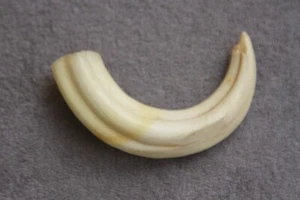 UN COLMILLO DE JABALÍ COMÚN REAL Phacochoerus africanus (diente, talla, pipa) - Imagen 1 de 12