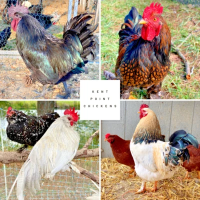 10 Fertile Variety Rare Mixed Chicken Hatching Eggs - See Description for Breeds